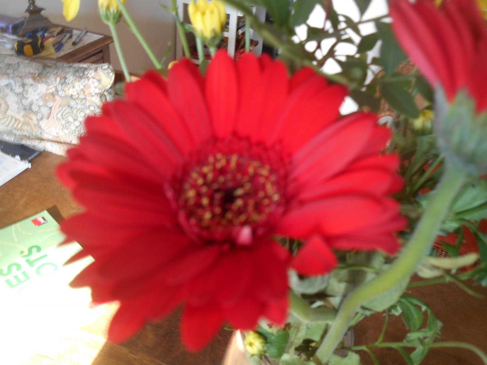 Une jolie fleur rouge en cadeau (Paris)