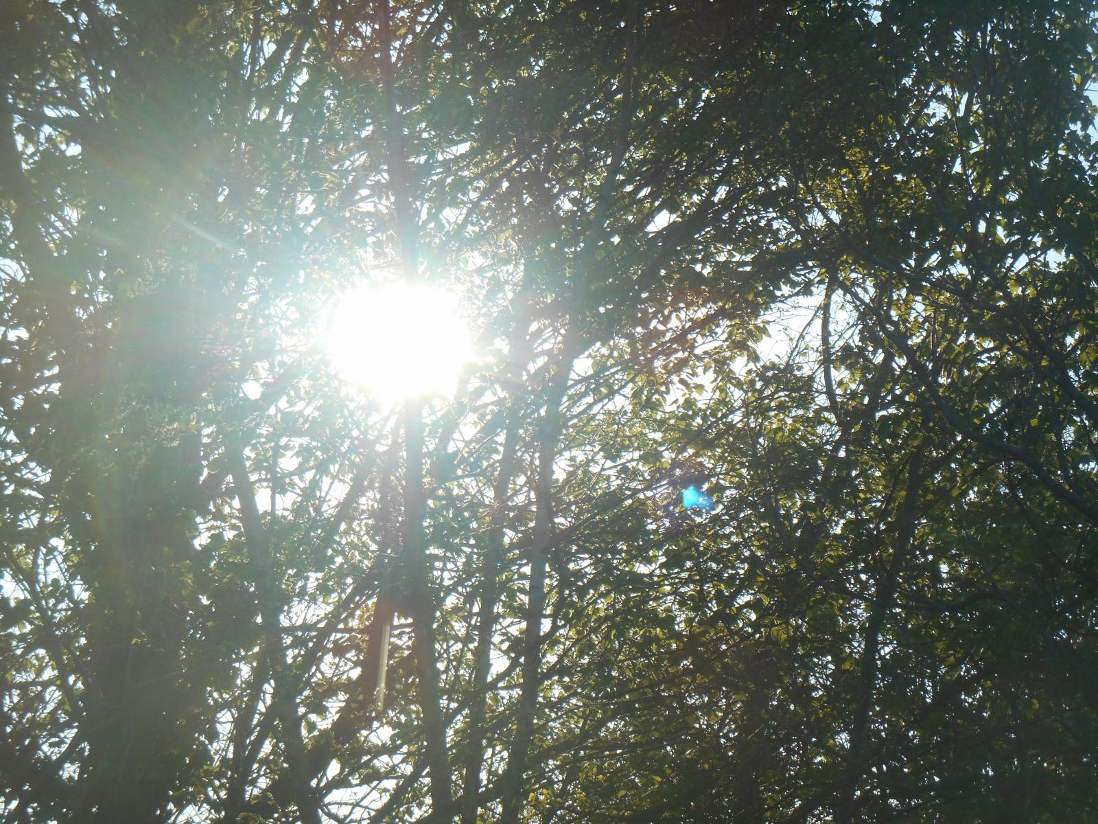 Le soleil perché dans les arbres ( Les Moutiers en Retz )