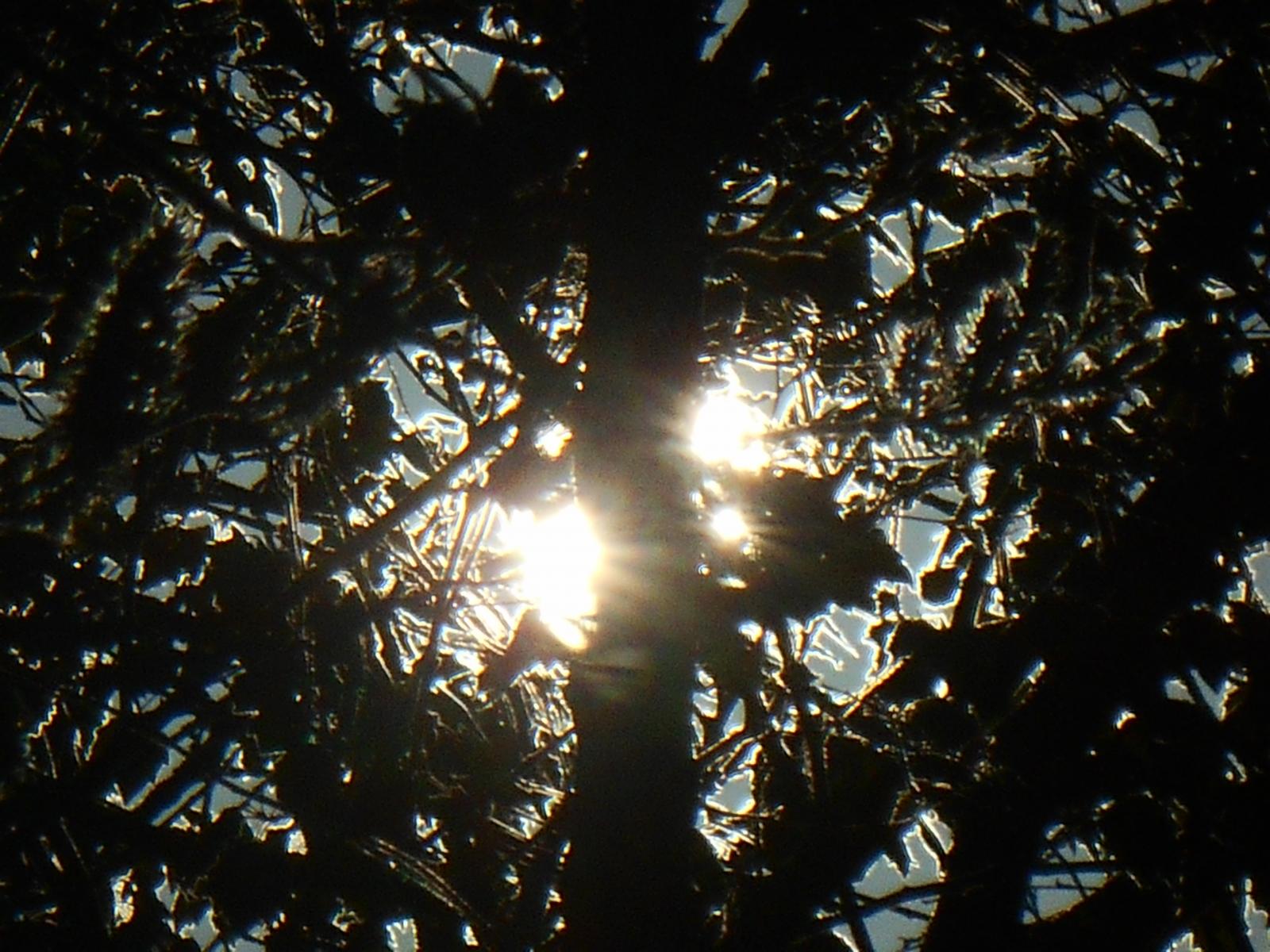 Magnifique contraste entre le bois et le soleil (Les Moutiers en Retz)