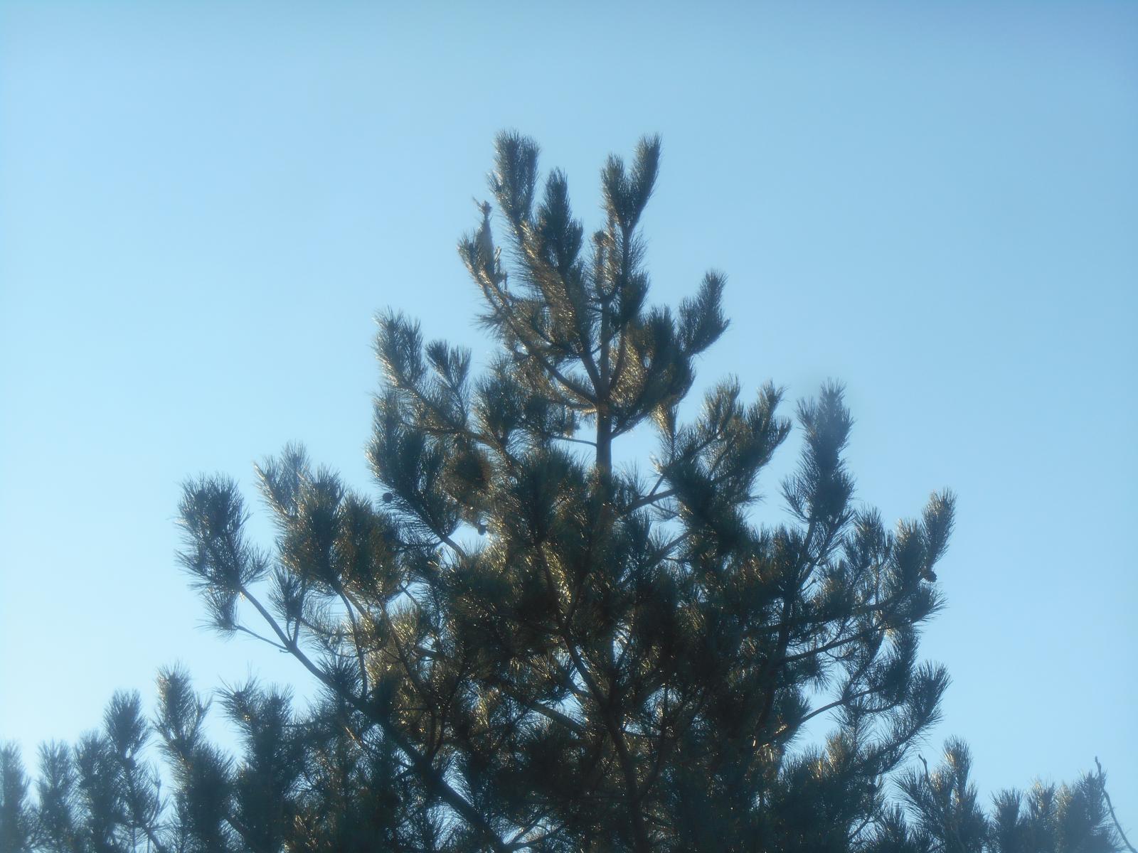 Le pin dans le ciel (Les Moutiers en Retz)