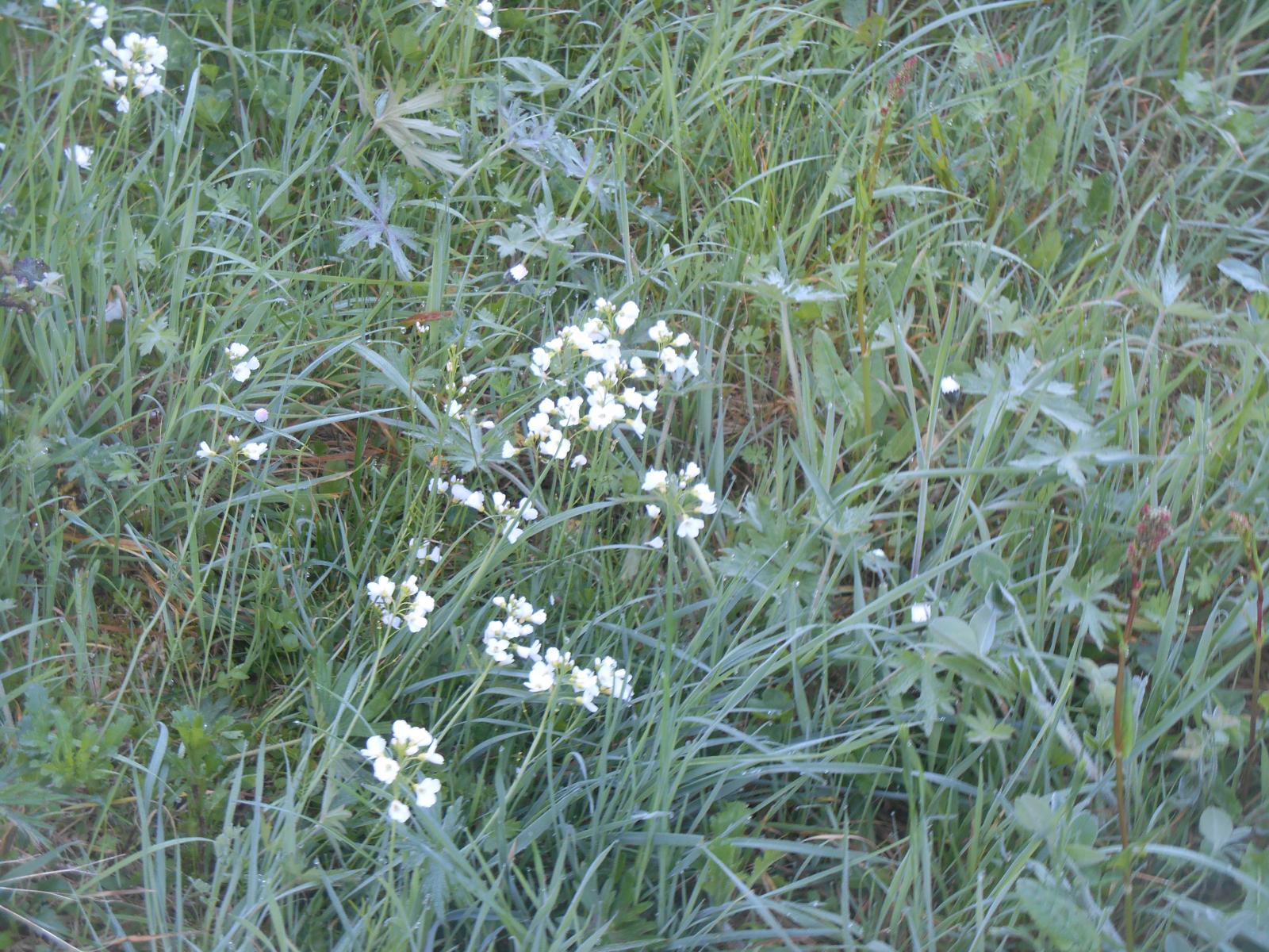 Fleurs blanches ( Les Moutiers en Retz )