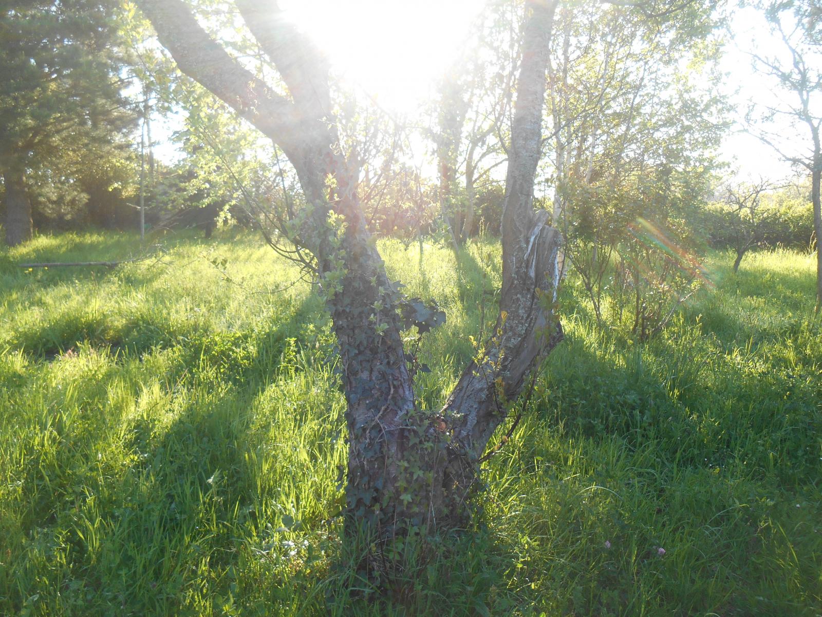 Le soleil au milieu de l\'arbre tordu au milieu ( Les Moutiers en Retz )