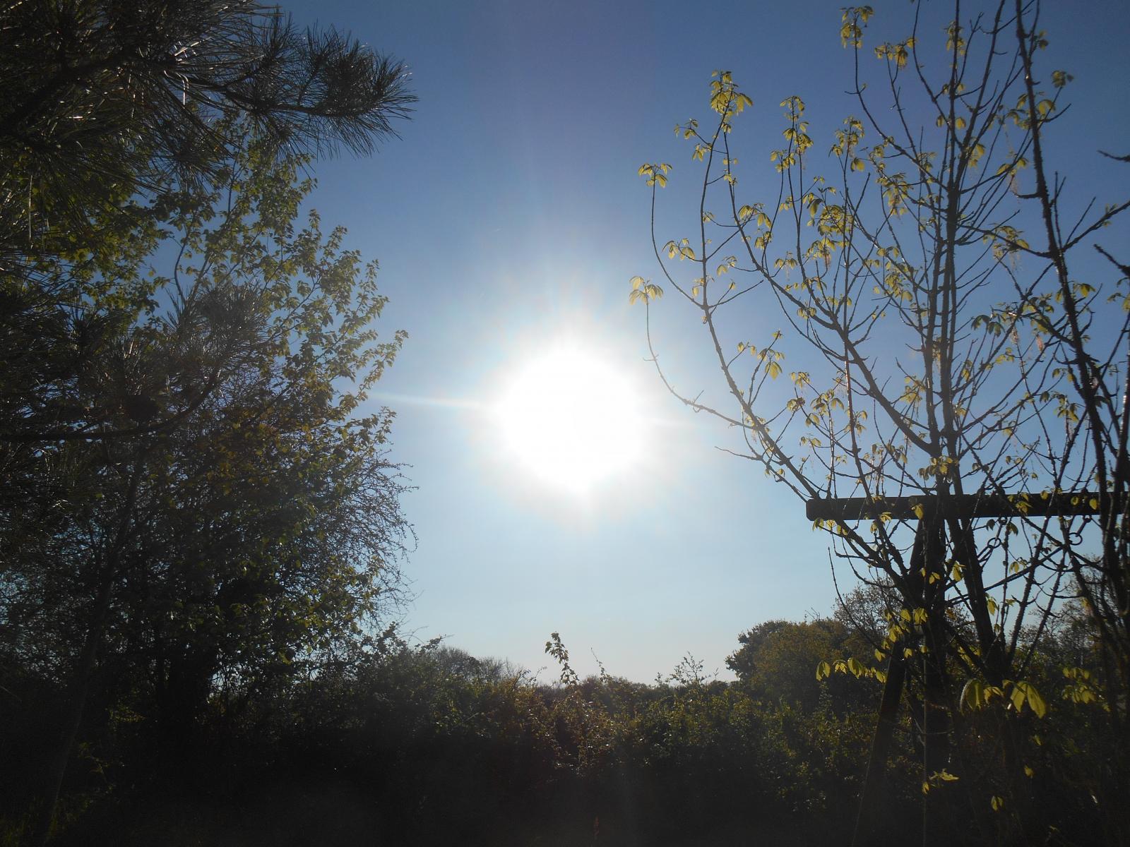 Le soleil de haru entre les arbres ( Les Moutiers en Retz )