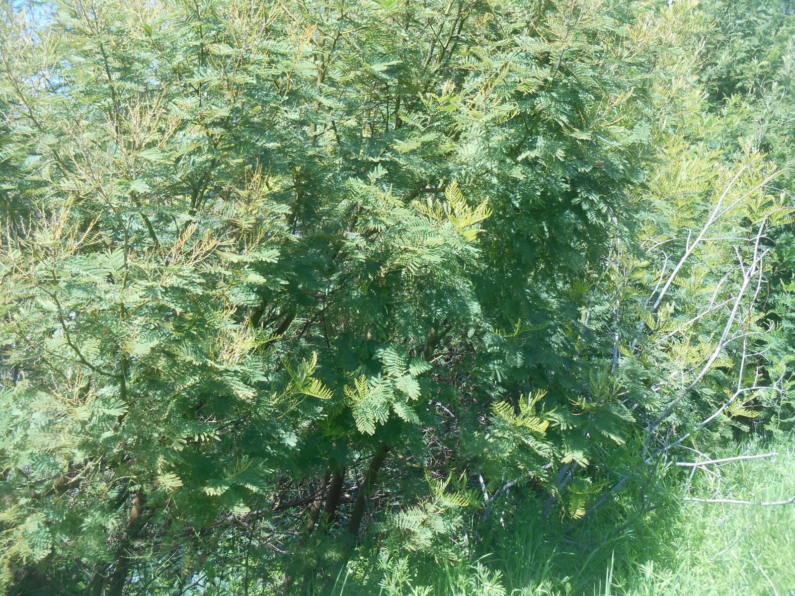 Des mimosas vert foncé ( Les Moutiers en Retz )