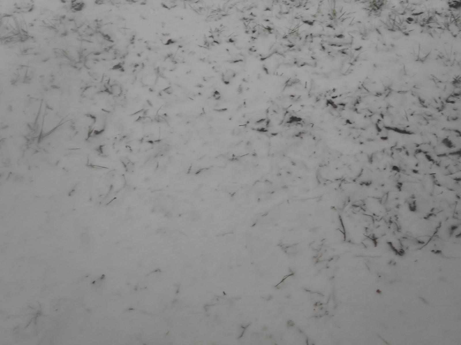 Un bon tapis de nieve ( Les Moutiers en Retz )