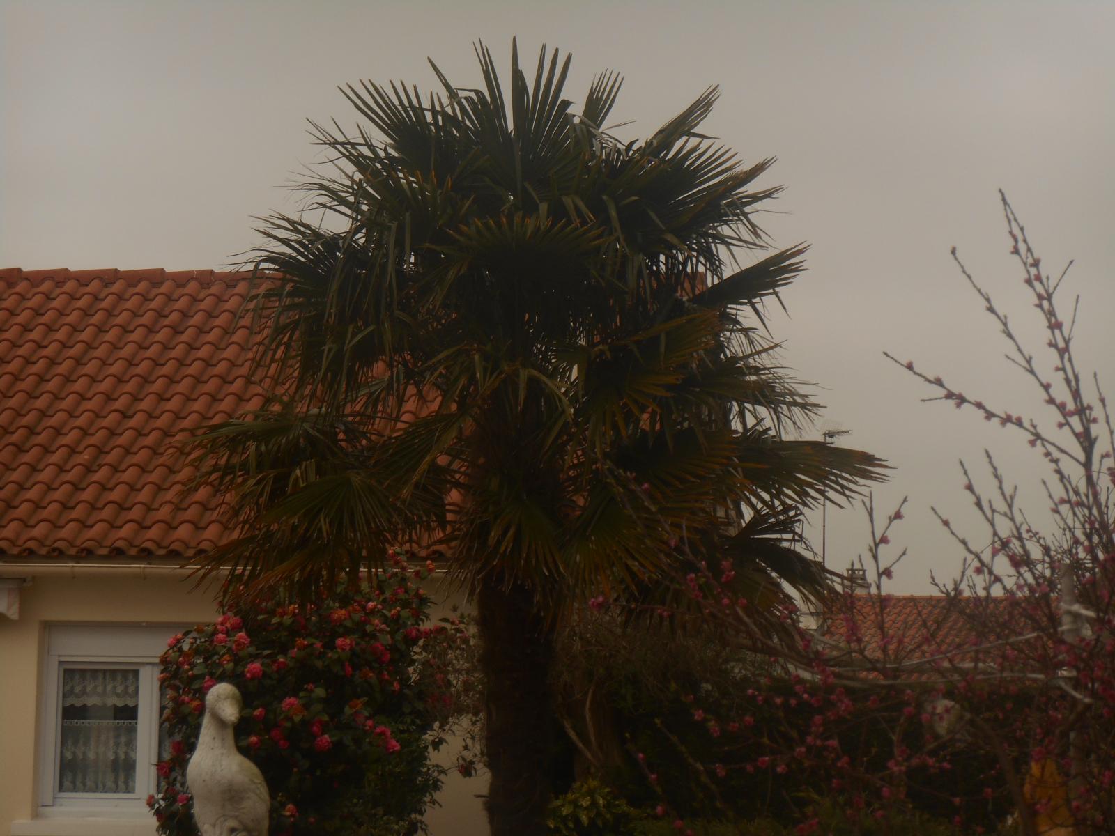 Beau palmier des voisins ( Les Moutiers en Retz )