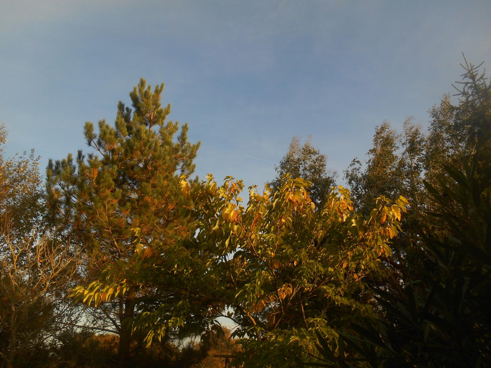 Magnifique soirée d''automne avec un ciel azuré (Les Moutiers en Retz)