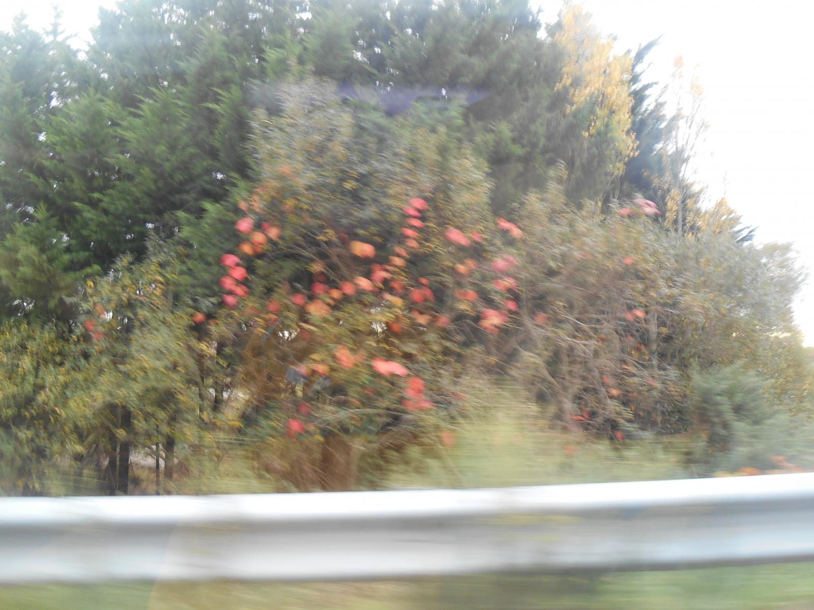 La Camargue Bretonne en automne ()